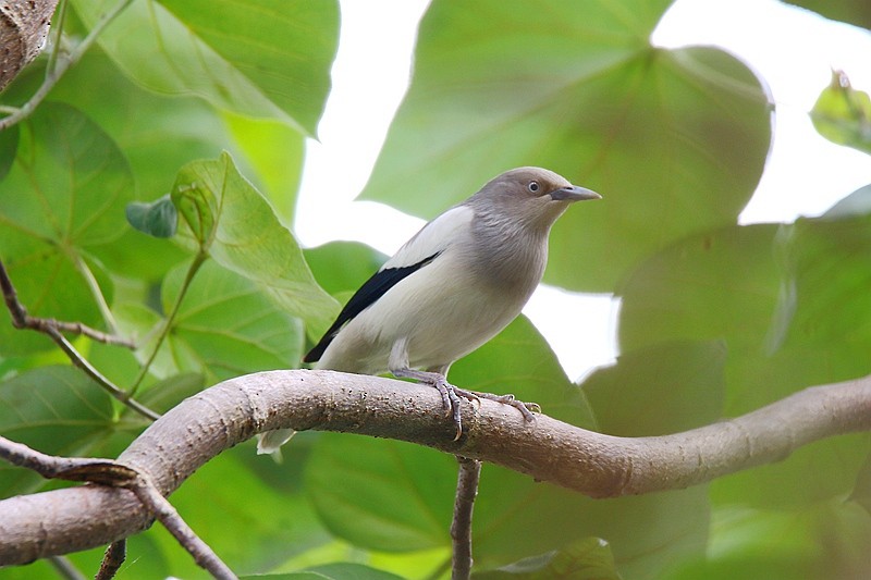 White-shouldered Starling - ML24678921