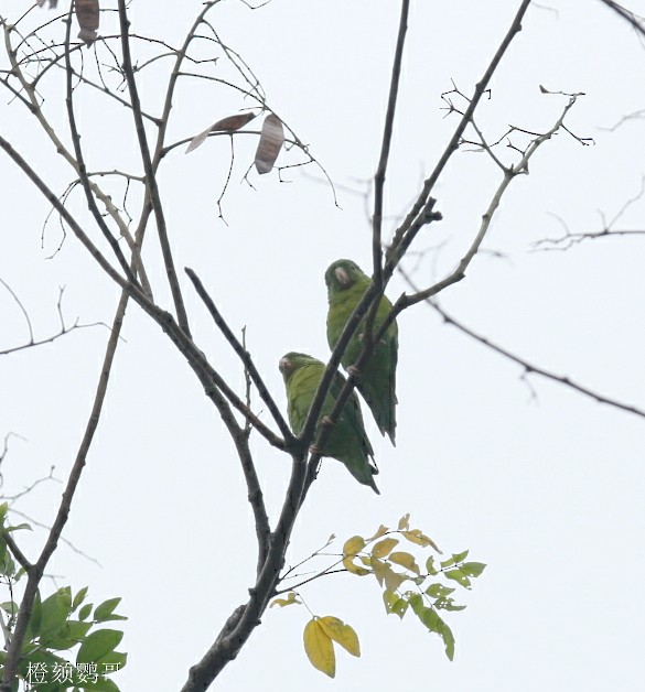 Orange-chinned Parakeet - Qiang Zeng