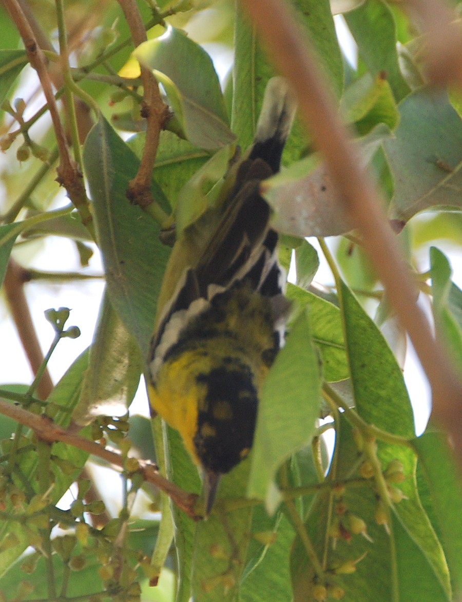 White-tailed Iora - Prasad Ganpule