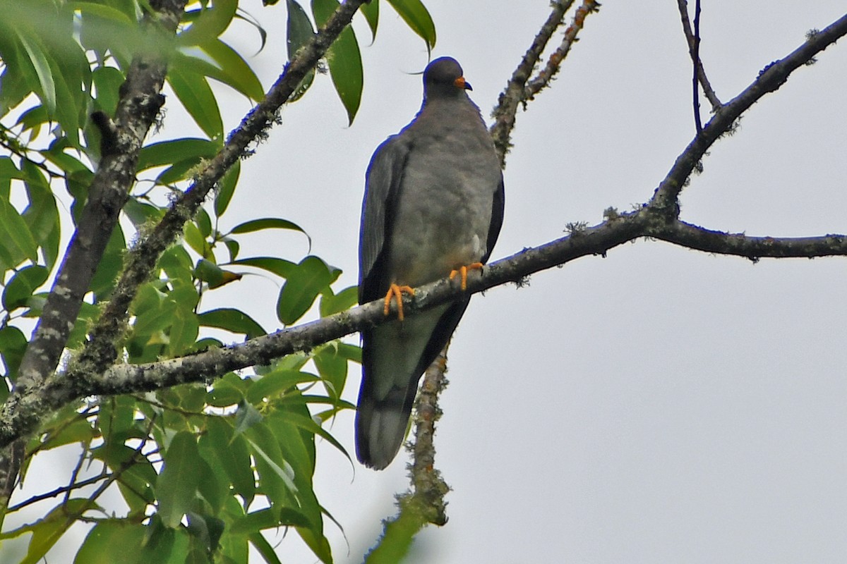 Band-tailed Pigeon - Steve Hawes