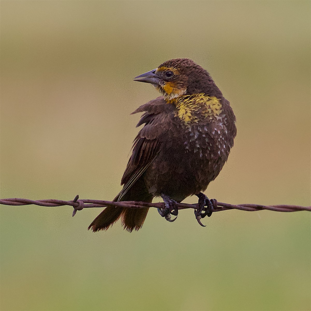 Yellow-headed Blackbird - ML246794461