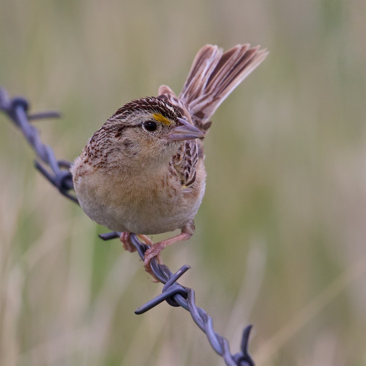 Grasshopper Sparrow - Ed Harper