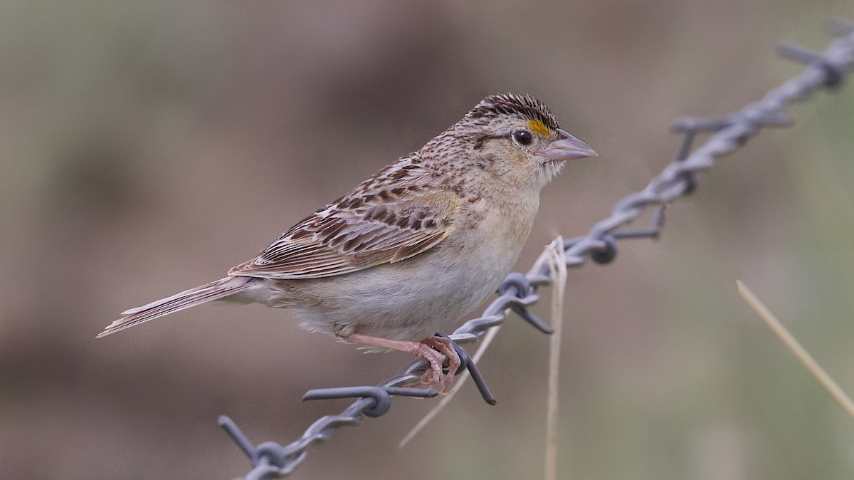 Grasshopper Sparrow - ML246794611