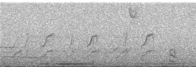 Чёрный тапакуло (subcinereus) - ML246795