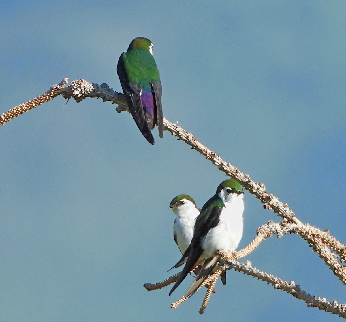 Violet-green Swallow - Lauri Taylor