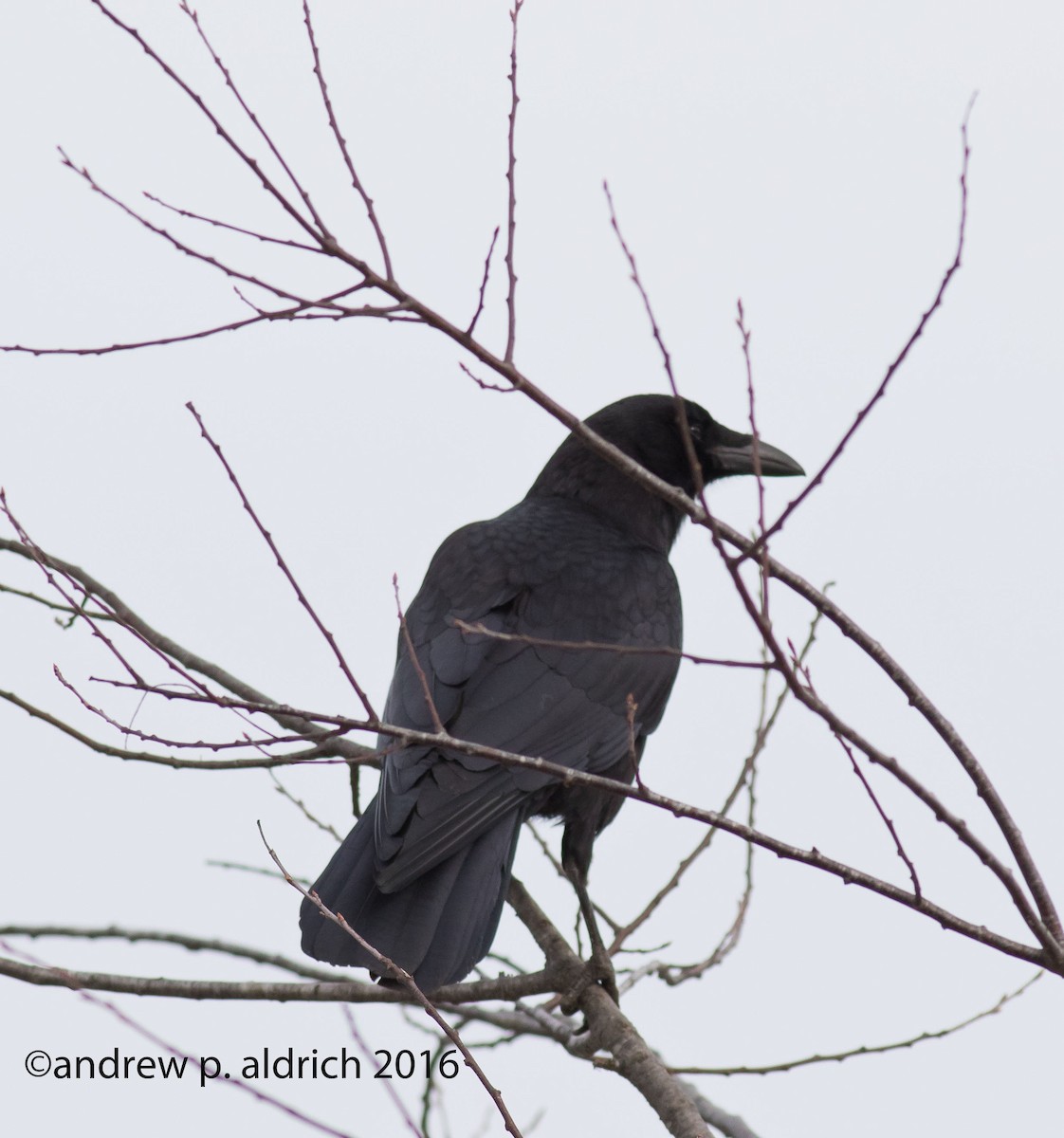 American Crow - andrew aldrich