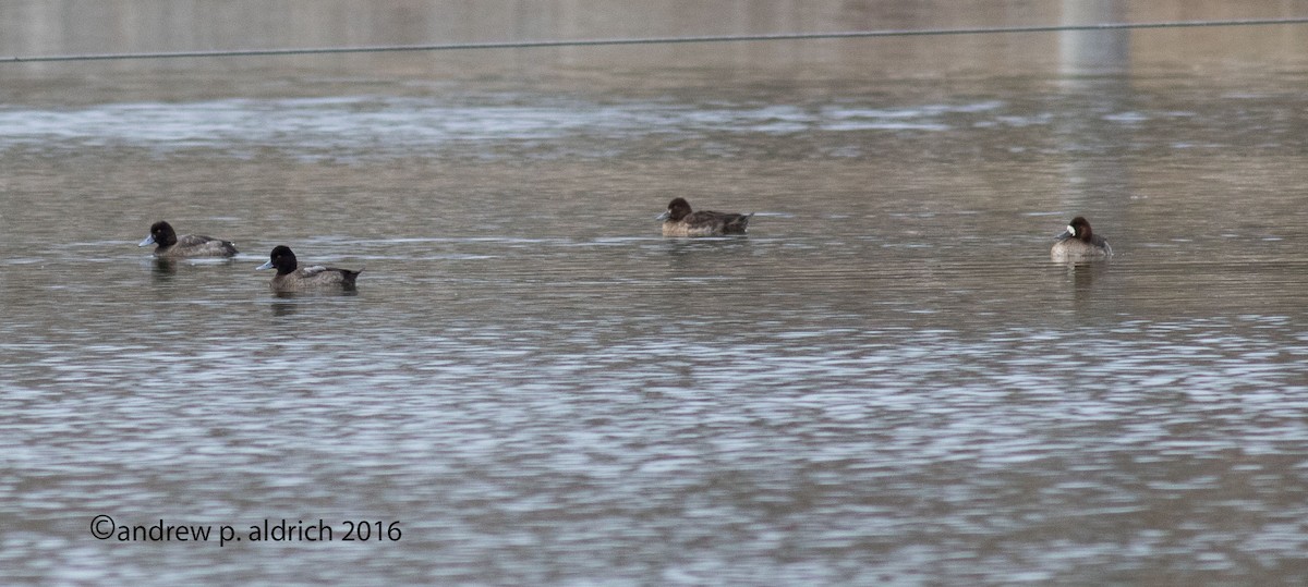 Greater/Lesser Scaup - ML24680171