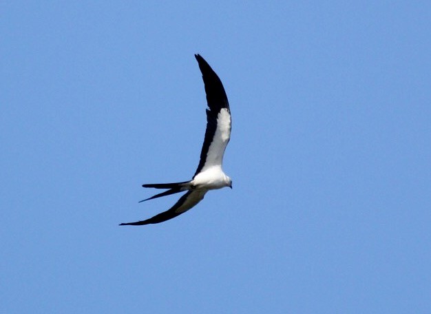 Swallow-tailed Kite - Patrick Pena
