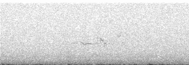 Grallaire de Ridgely - ML246803