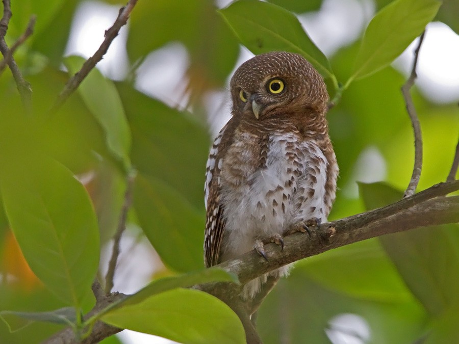 African Barred Owlet (Bar-fronted) - ML246806401