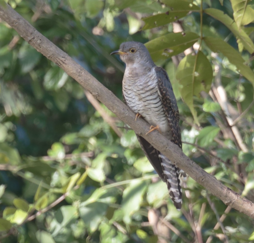 Common Cuckoo - Amit Bandekar