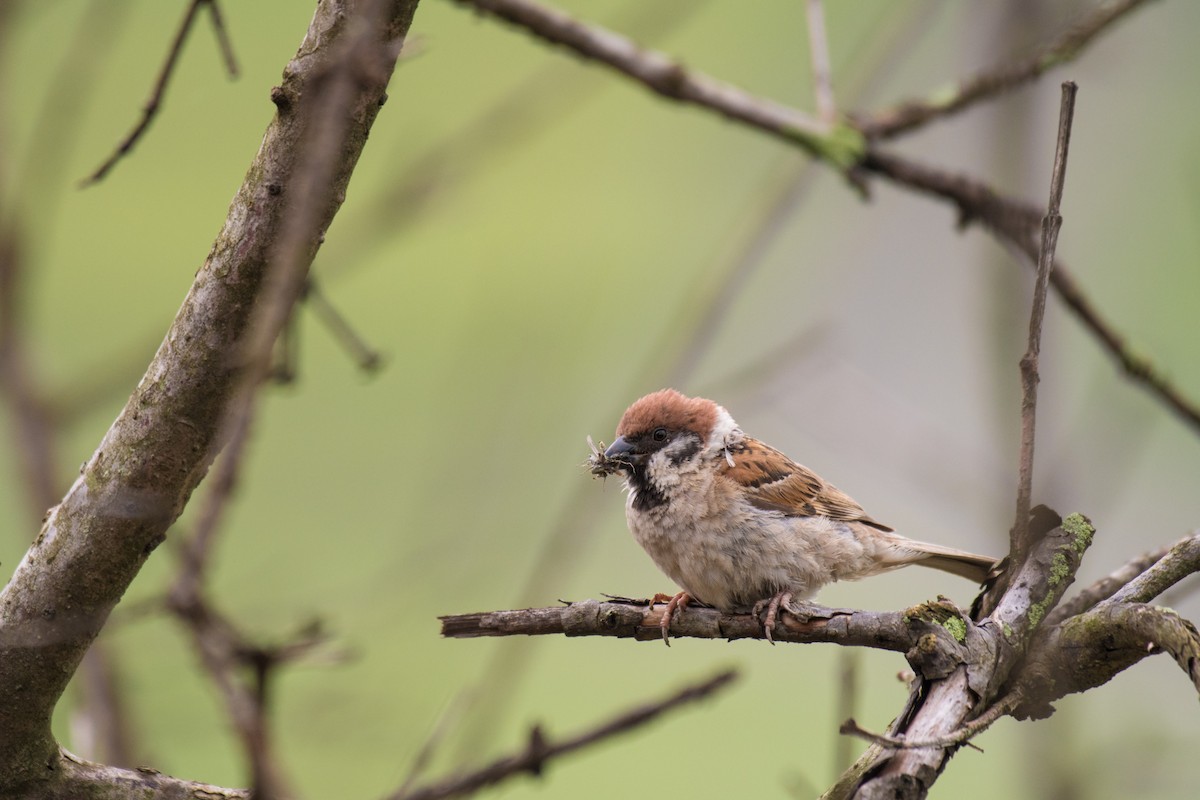 Eurasian Tree Sparrow - ML246810341