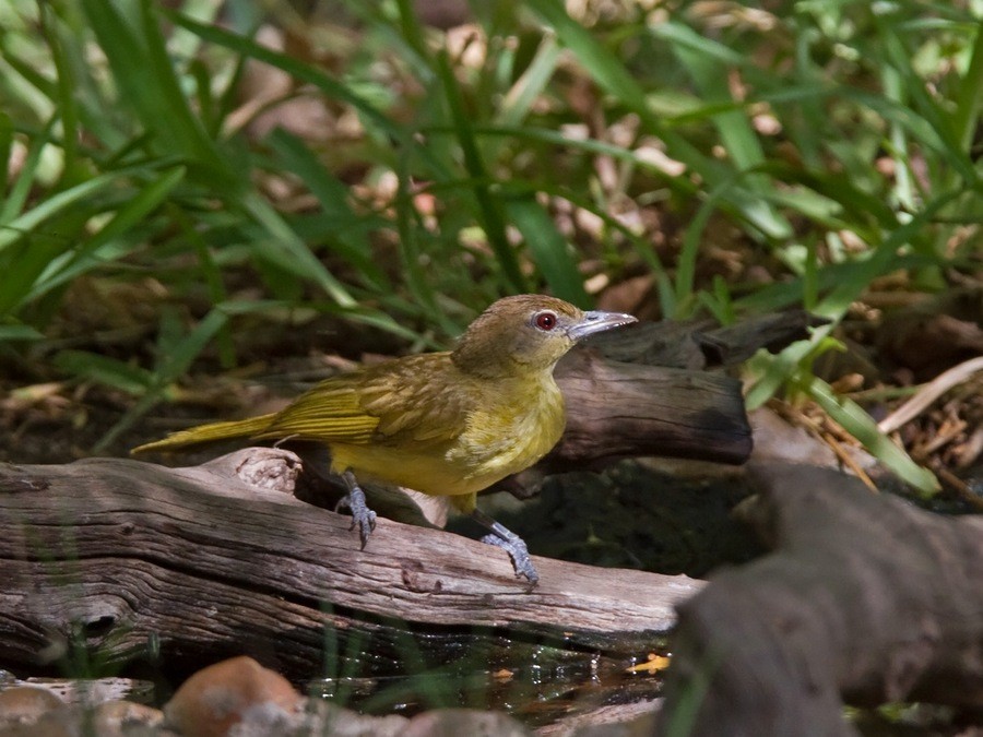 Yellow-bellied Greenbul - Niall D Perrins
