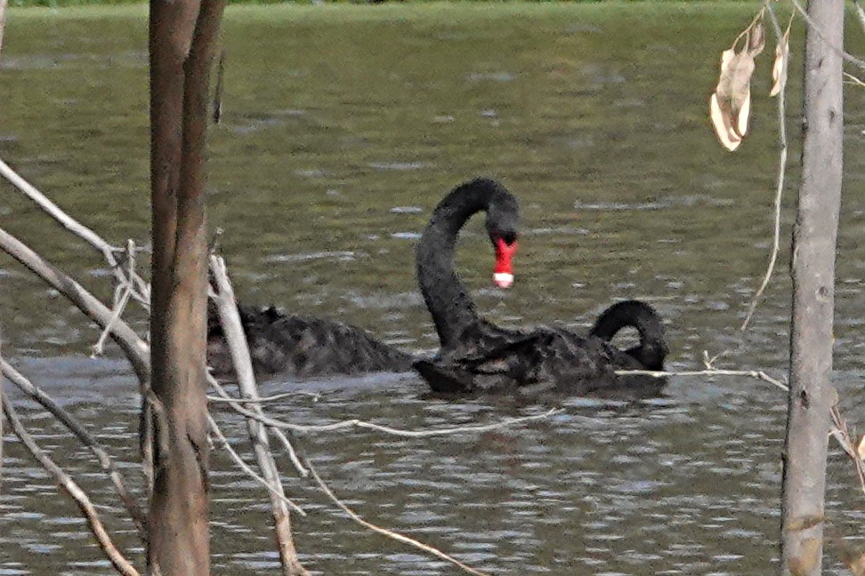 Black Swan - Peter Woodall
