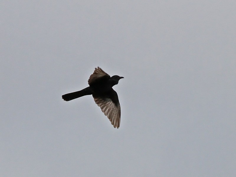 Black Cuckoo (Black) - ML246816871