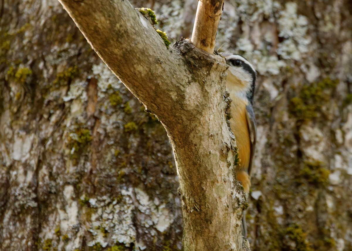 Red-breasted Nuthatch - ML246818081