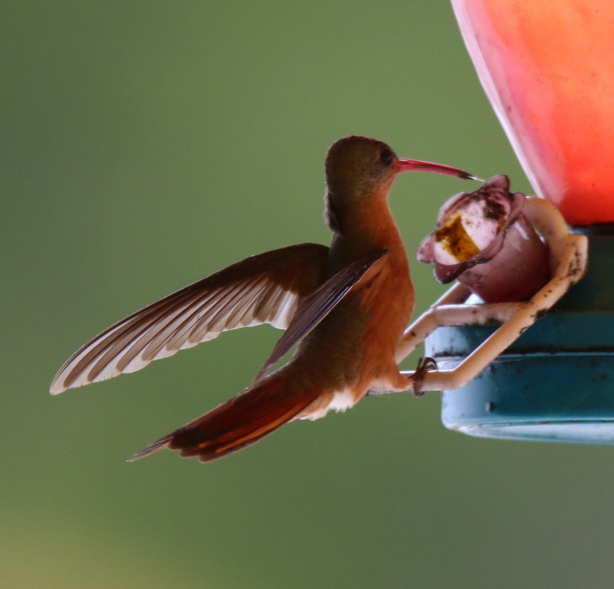 Cinnamon Hummingbird - ML24681901