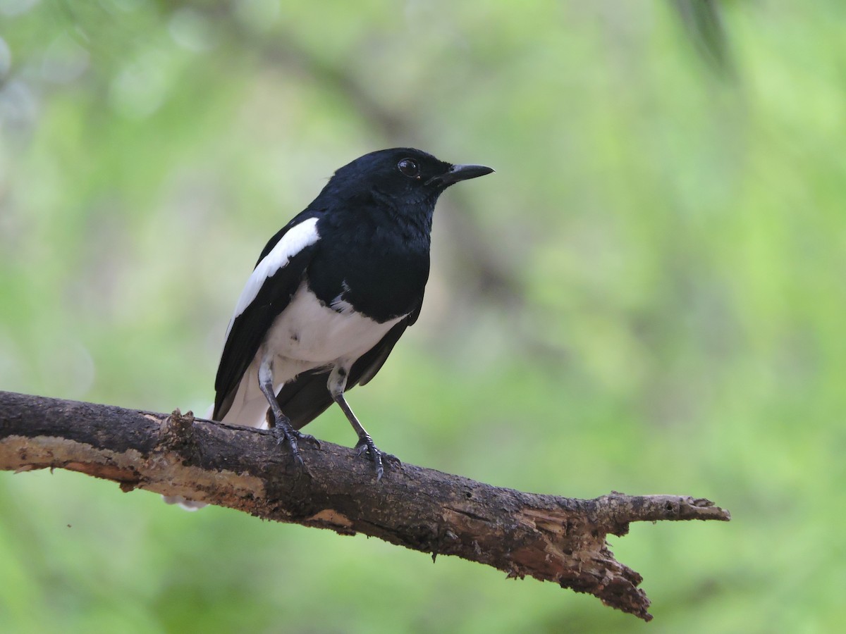 Oriental Magpie-Robin - Mahathi Narayanaswamy