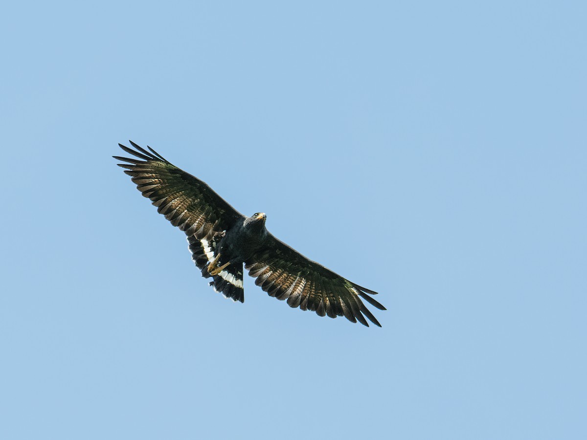 Common Black Hawk (Mangrove) - ML246822231