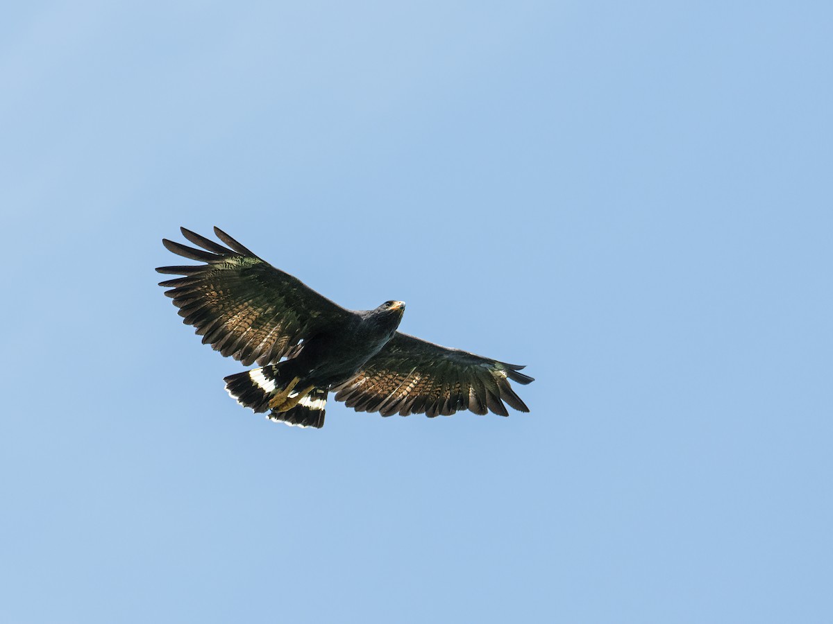 Common Black Hawk (Mangrove) - ML246822241