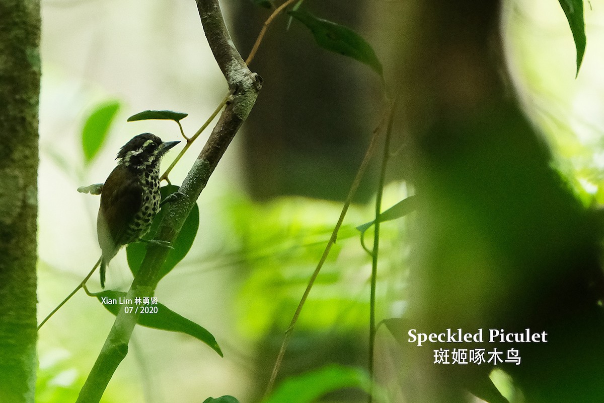 Speckled Piculet - Lim Ying Hien