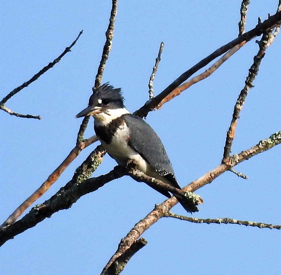 Belted Kingfisher - ML246825801