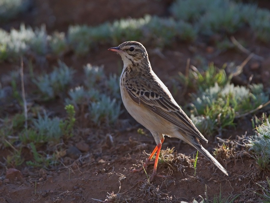 Mountain Pipit - Niall D Perrins