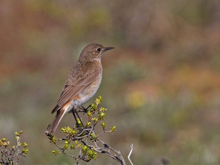 Sickle-winged Chat - ML246827531