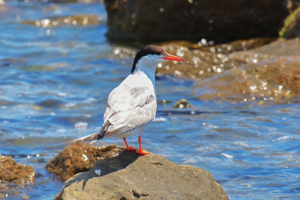 Common Tern - ML246831491