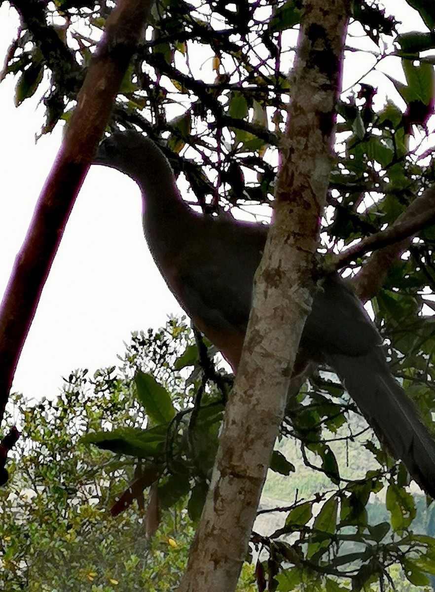 Sickle-winged Guan - ML246831511