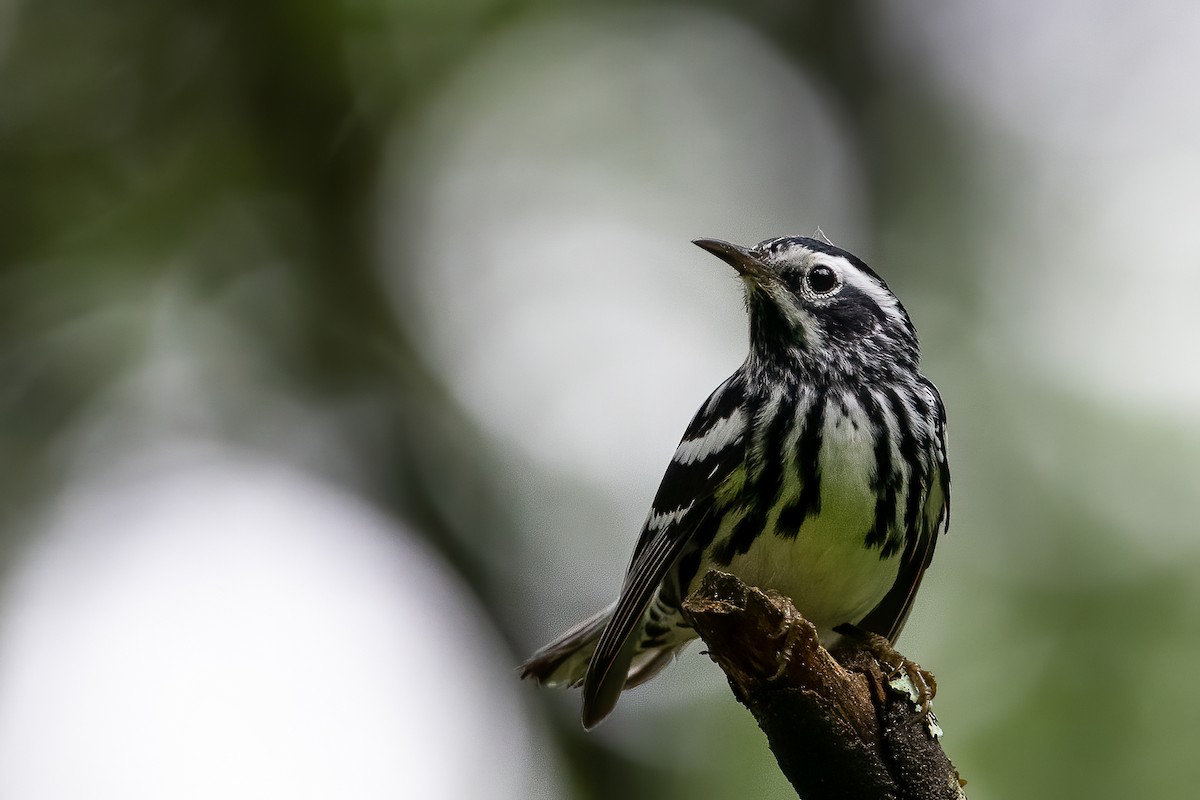 Black-and-white Warbler - ML246832121