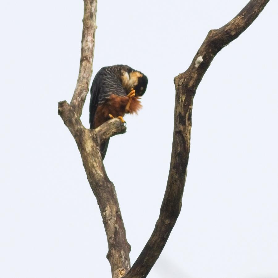 Bat Falcon - Nikhil Patwardhan