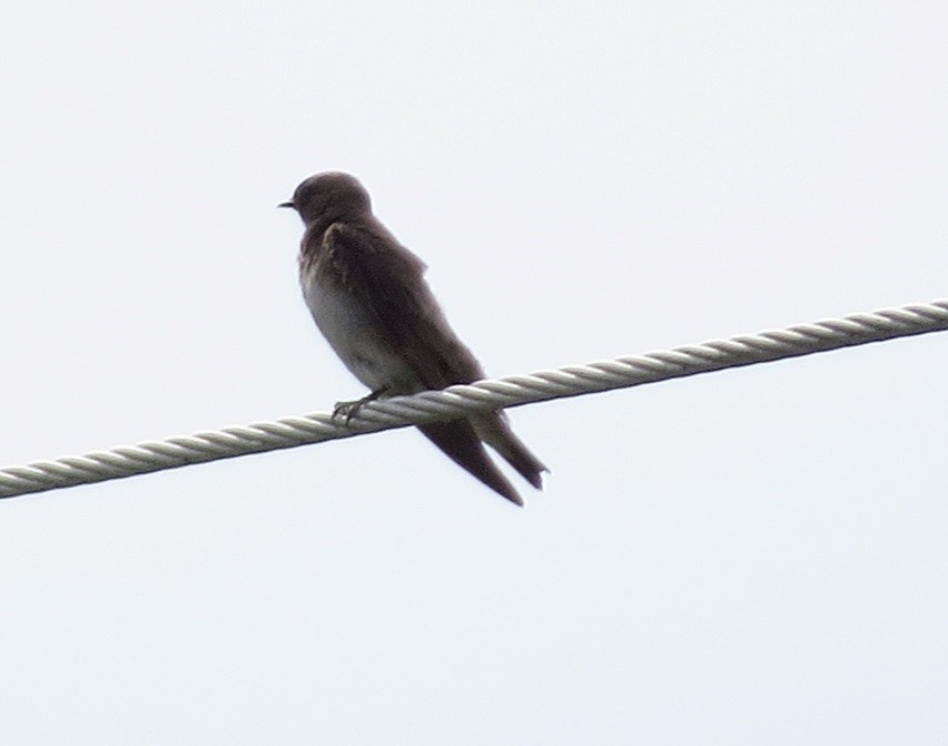Northern Rough-winged Swallow - "Chia" Cory Chiappone ⚡️