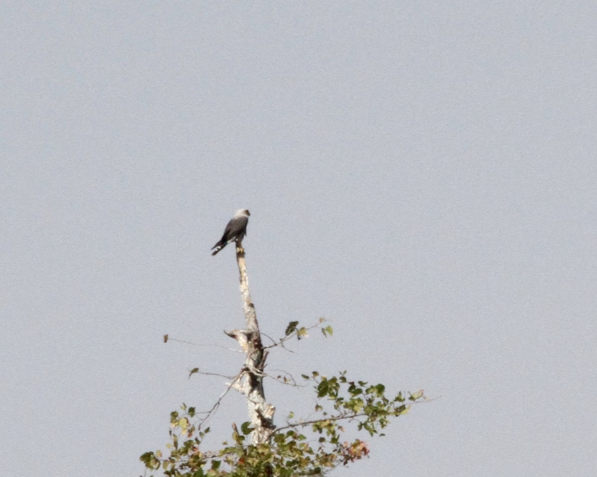 Black-winged Kite - Sam Shaw