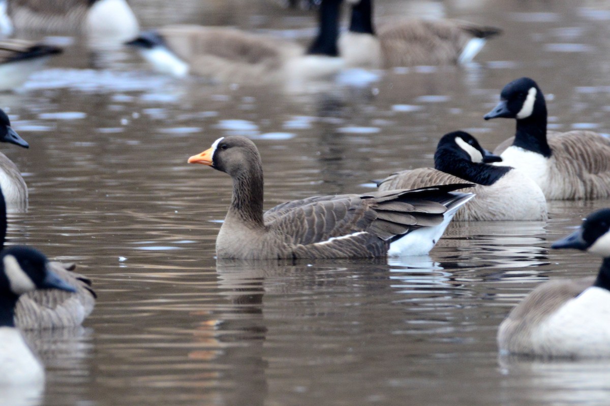 Greater White-fronted Goose - Debbie McTigue