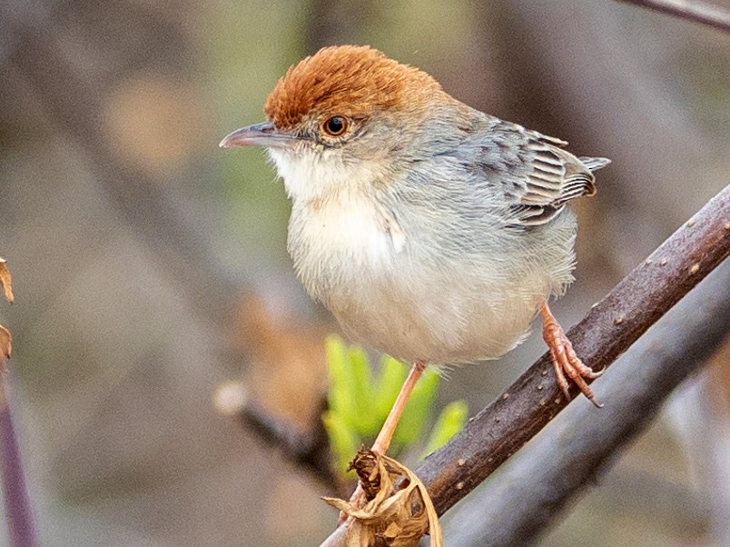 Tiny Cisticola - Forest Jarvis