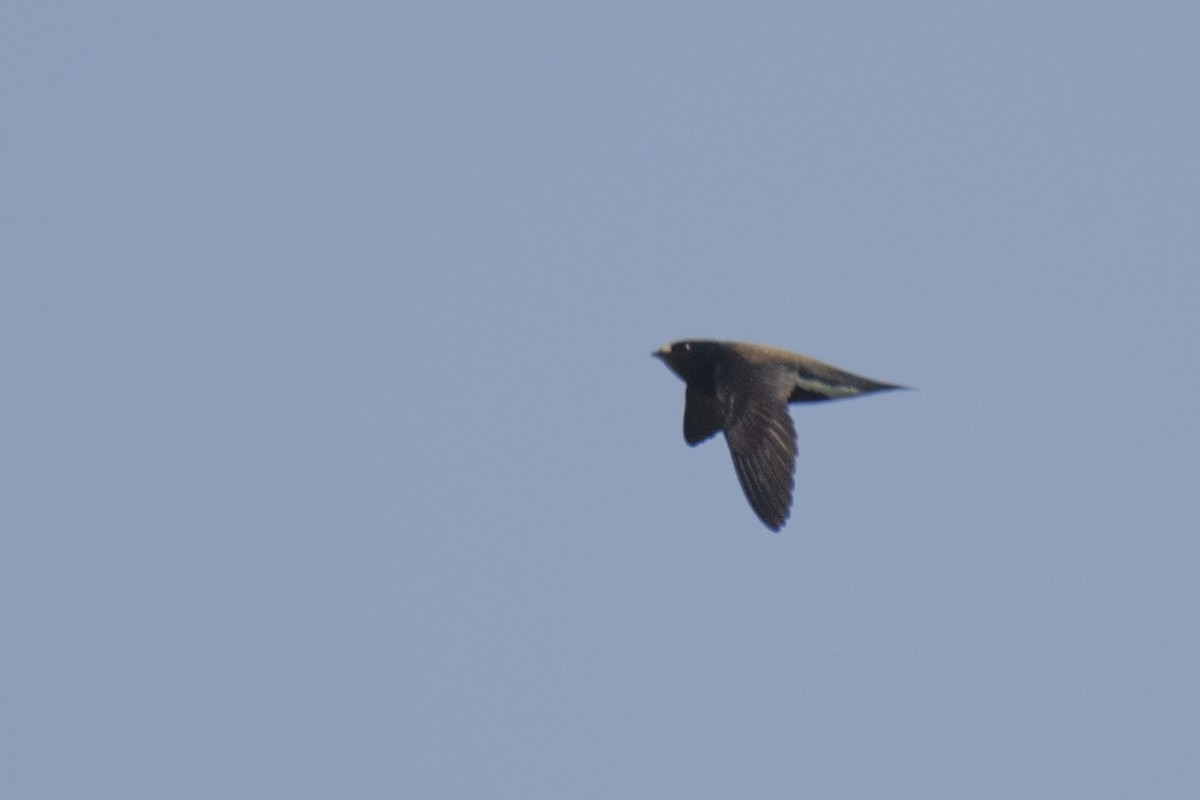 Brown-backed Needletail - ML246850101