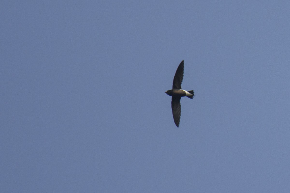 Brown-backed Needletail - ML246850111