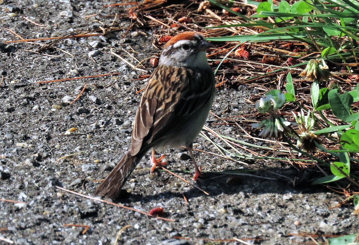 Chipping Sparrow - ML246851211