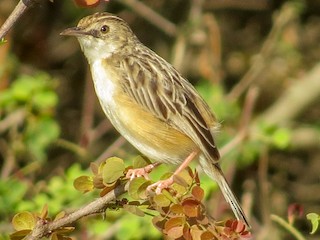 Pectoral-patch Cisticola - eBird