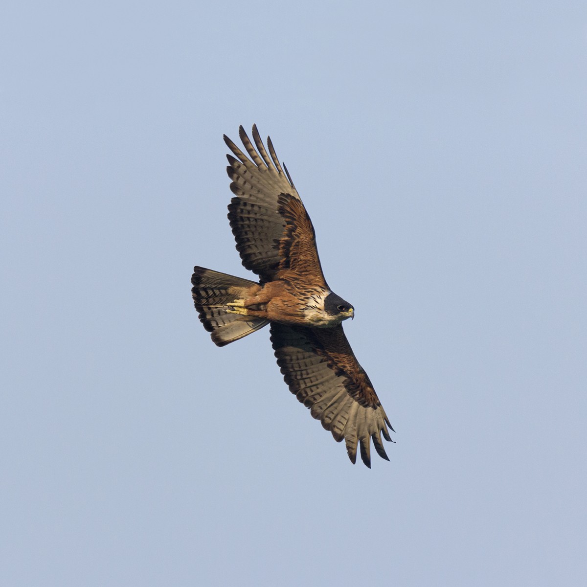 Rufous-bellied Eagle - ML246852861