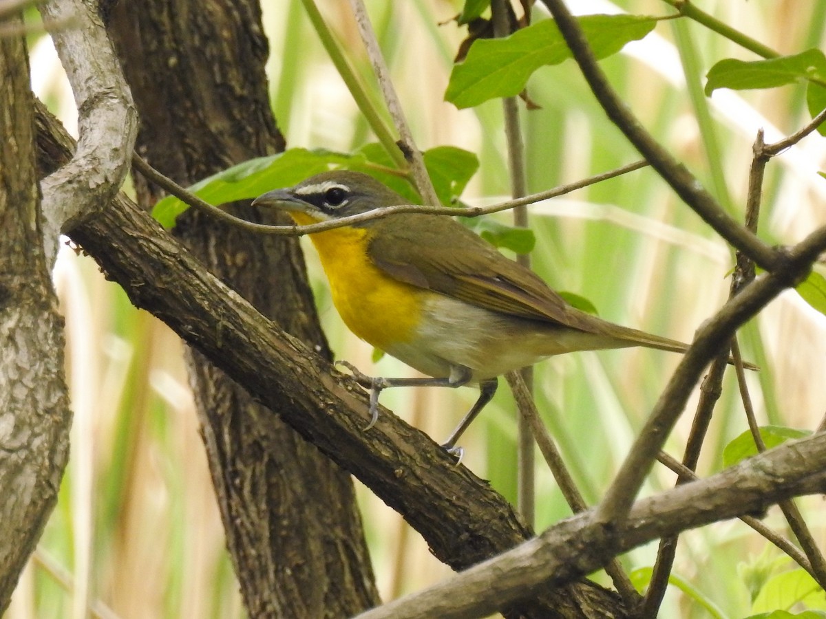 Yellow-breasted Chat - S. K.  Jones