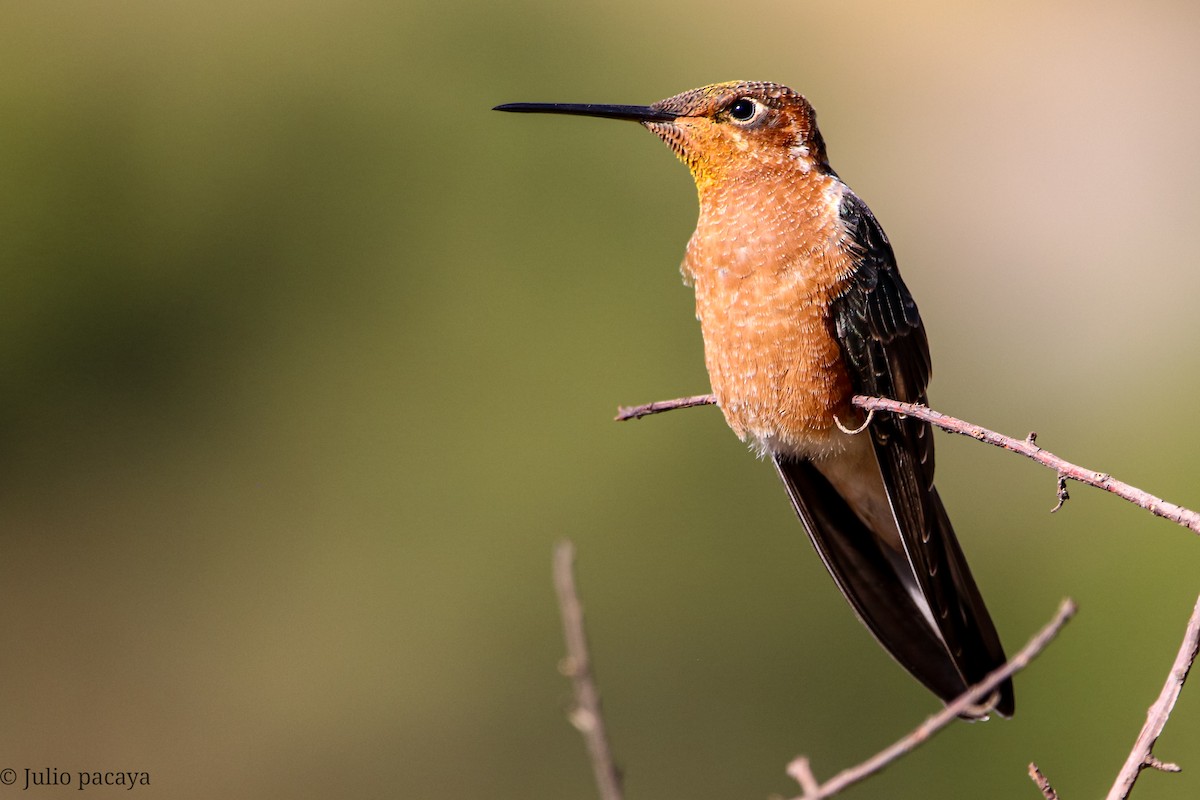 Giant Hummingbird - Julio Pacaya