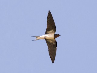 アフリカツバメ - eBird