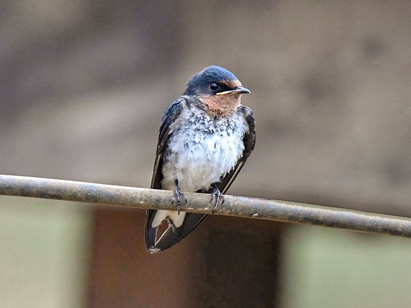 Red-chested Swallow - Jacques Erard