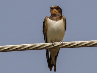 アフリカツバメ - eBird