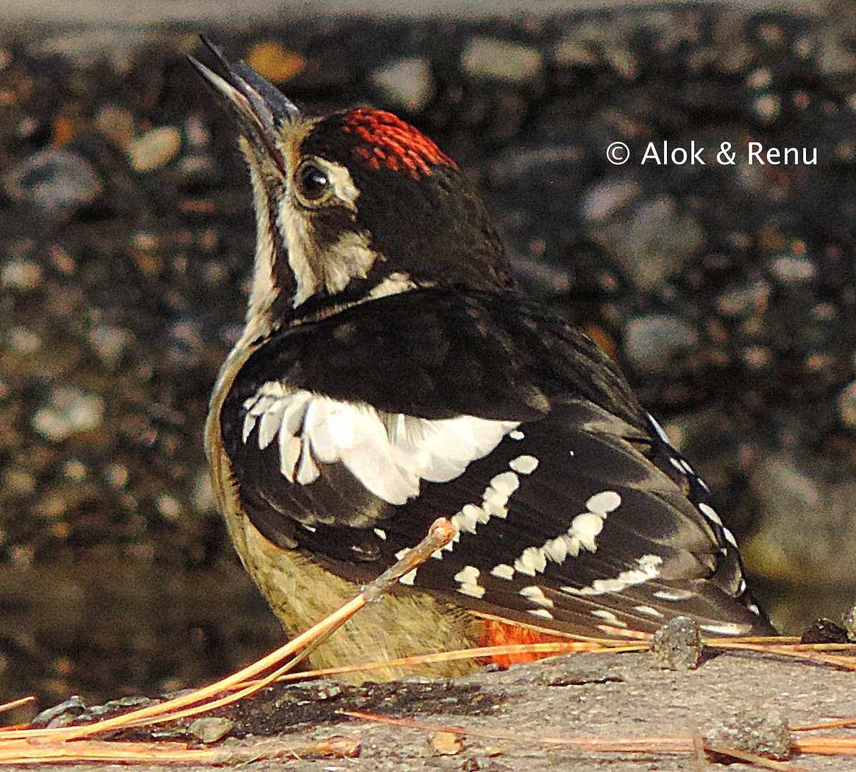 Himalayan Woodpecker - ML246858731