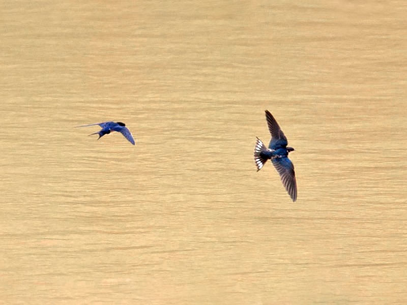 Etiopska lasta - eBird