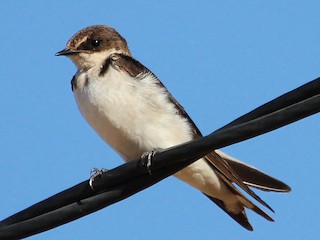 Ethiopian Swallow Hirundo Aethiopica Birds Of The World