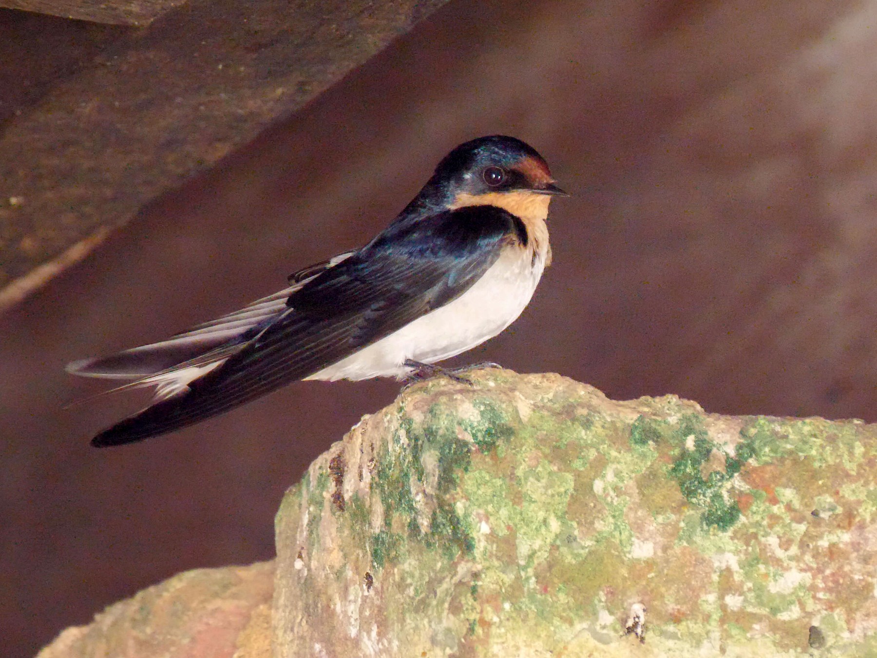 Ethiopian Swallow - Josep del Hoyo
